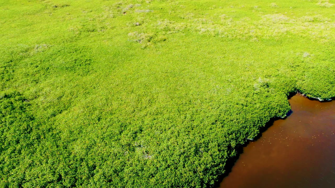 Dense green field with a small brown water edge.