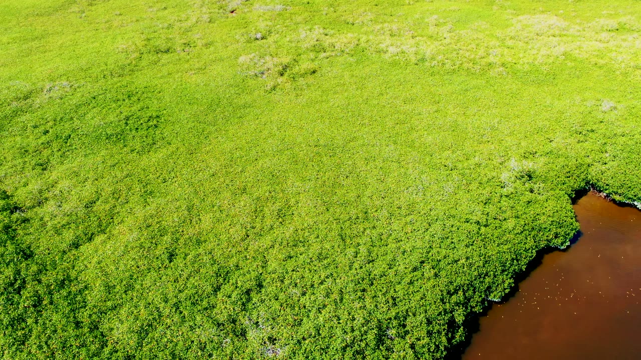 Top-down San Carlos aerial showing a curved boundary between lush green vegetation and brown river water along the lower right side, with no visible people.