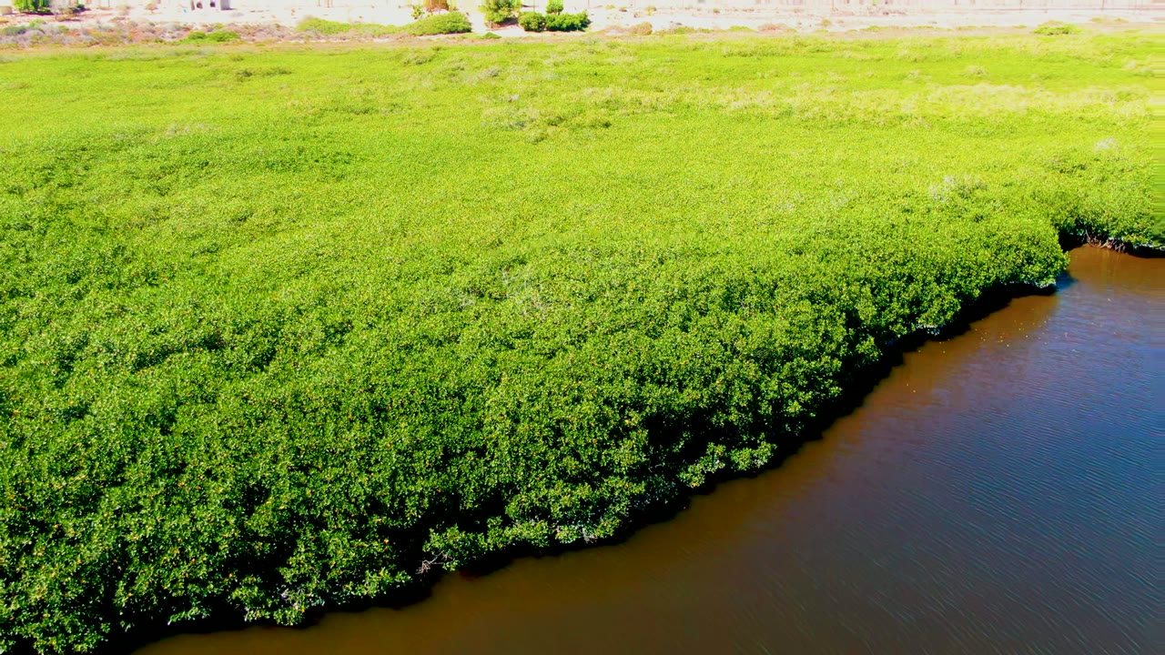Aerial frame from San Carlos, Baja California Sur showing dense green mangroves curving around brown river water, with pale sandy ground near the top and no visible people.