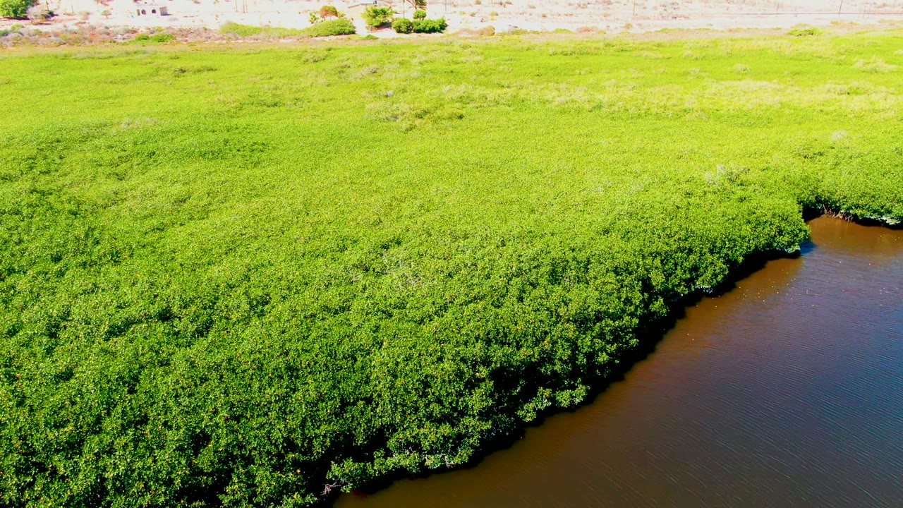 Drone view of dense mangroves and river edge