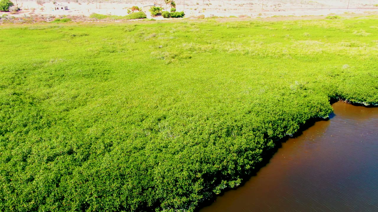 San Carlos aerial frame showing a wide field of bright green mangroves and wetland vegetation, with dark brown river water cropped along the right edge and no visible people.