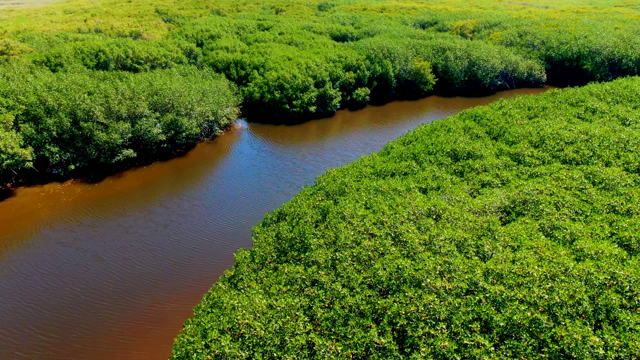 Aerial view in San Carlos, Baja California Sur, showing a brown river bend cutting through dense green forest canopy with no visible people.