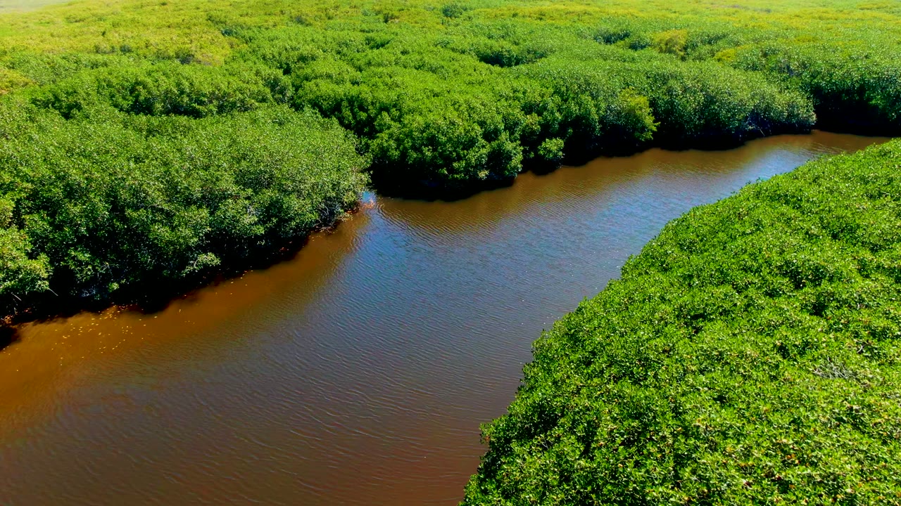 Winding brown river between bright green trees