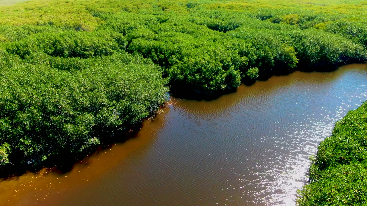 Aerial view in San Carlos, Baja California Sur, where sunlight glints on the brown river beside dense green canopy, with no visible people.