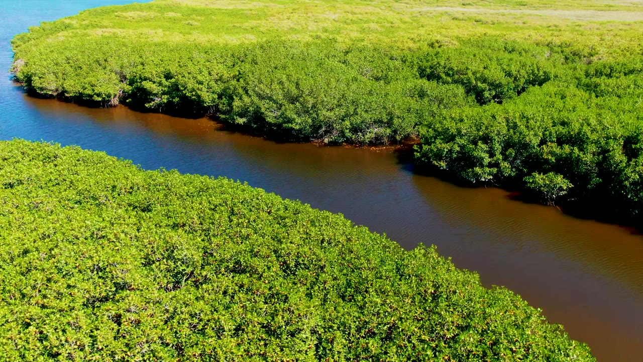 Opening aerial frame in San Carlos, Baja California Sur showing a brown river channel curving between dense green canopy, with no visible people.