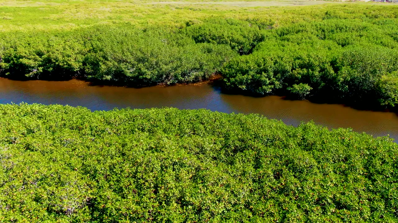 Overhead river channel running through bright green forest canopy.