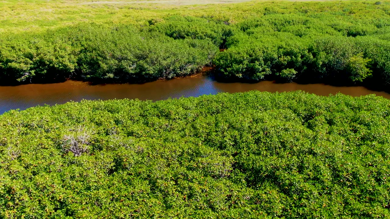 Aerial view in San Carlos, Baja California Sur showing a darker brown river curve between layered green shrubs and grassy marsh, with no visible people.