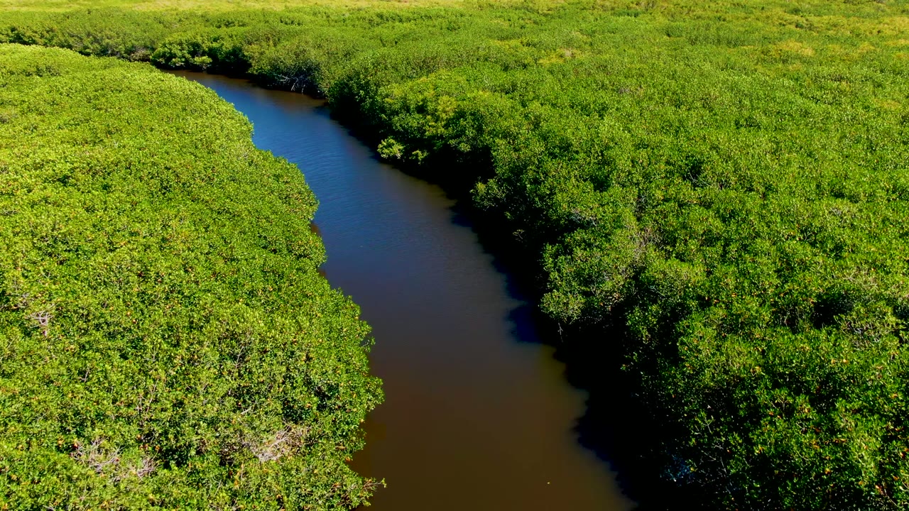 Aerial view in San Carlos, Baja California Sur, Mexico, showing a dark winding river bordered by dense sunlit green forest, with no visible people.