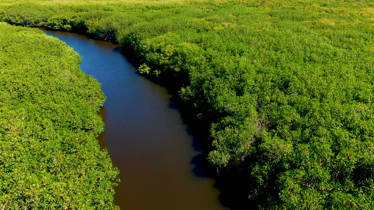 Curving river channel running through thick green vegetation