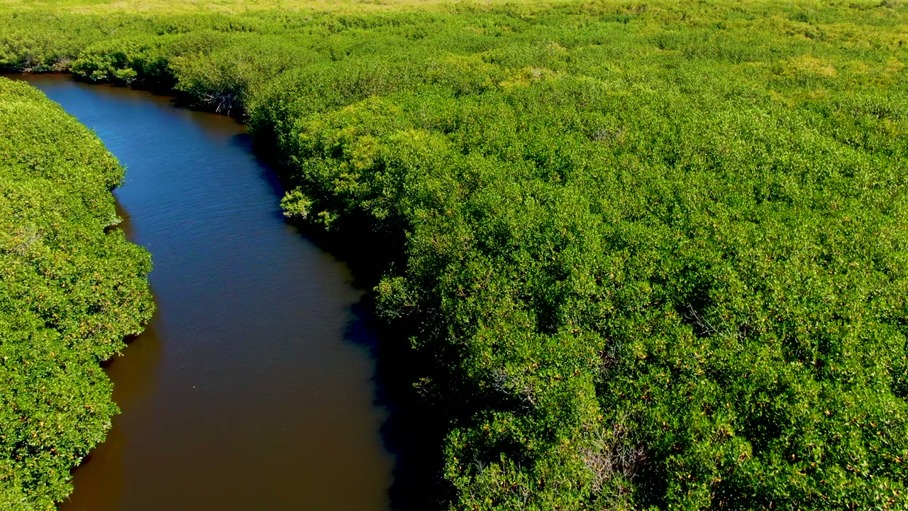 Aerial view in San Carlos, Baja California Sur, Mexico, showing a narrow dark river bend enclosed by dense green foliage, with no visible people.