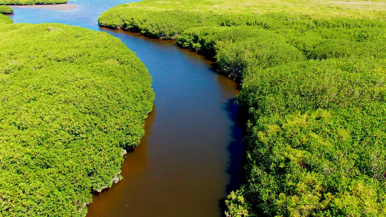 Aerial view in San Carlos, Baja California Sur, Mexico, showing a dark narrow water channel curving between dense green mangrove growth with no visible people.