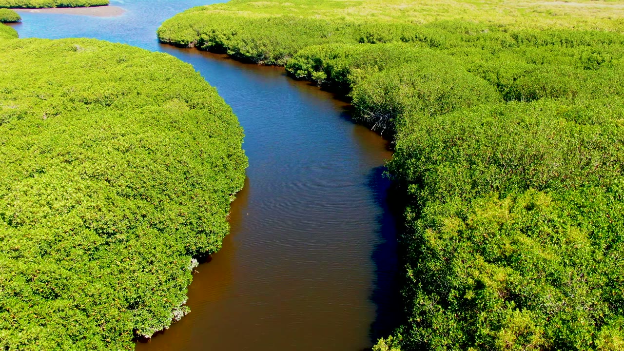 Curving river bordered by bright green mangrove banks.