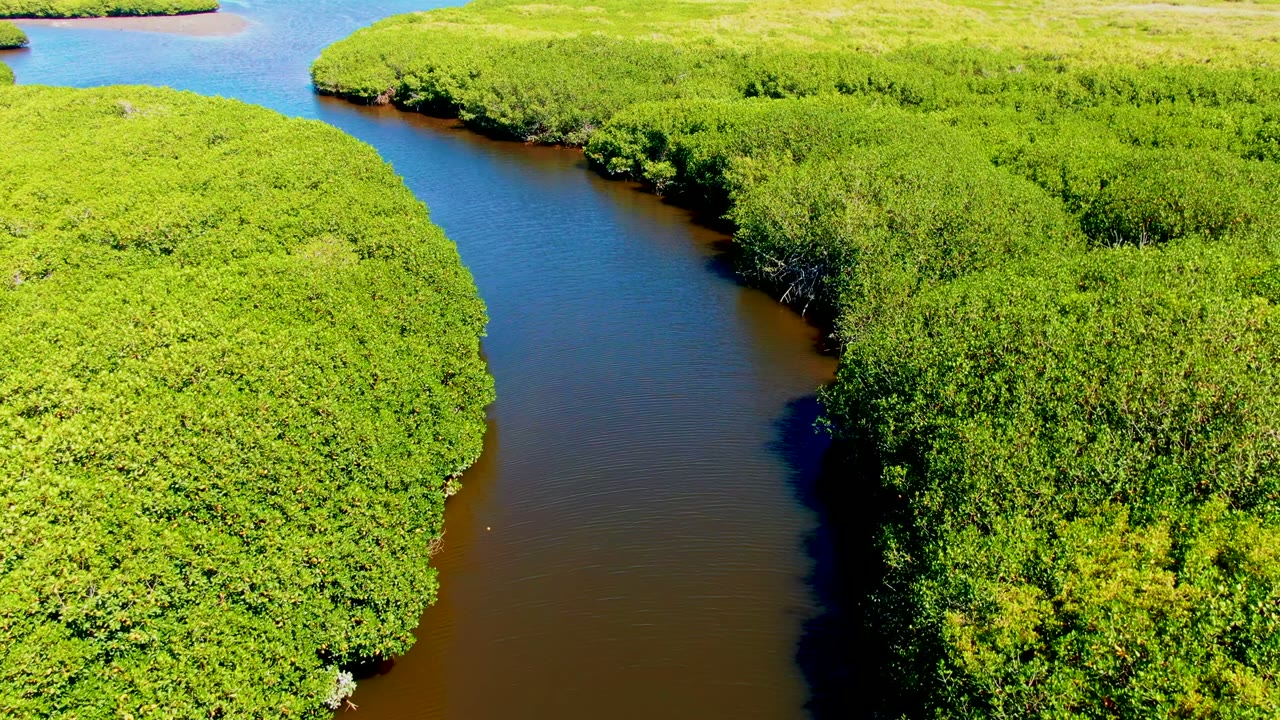 Aerial frame from San Carlos showing a smooth dark waterway between rounded mangrove edges and lighter marshland beyond, with no visible people.