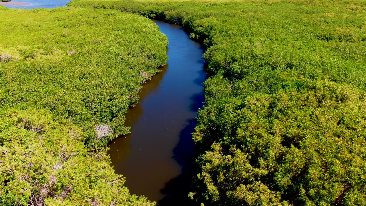 Aerial view in San Carlos, Baja California Sur, showing a dark winding river between dense green vegetation with no visible people.