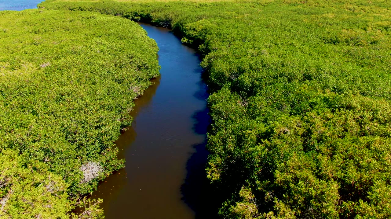 Curving river channel through bright green forest