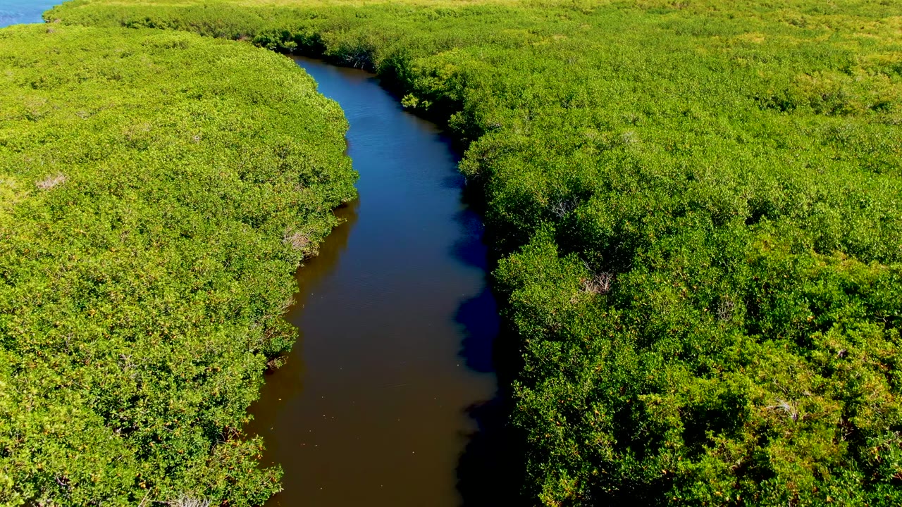Aerial view in San Carlos, Baja California Sur, showing a dark narrow waterway along the right side of dense bright green foliage, with no visible people.