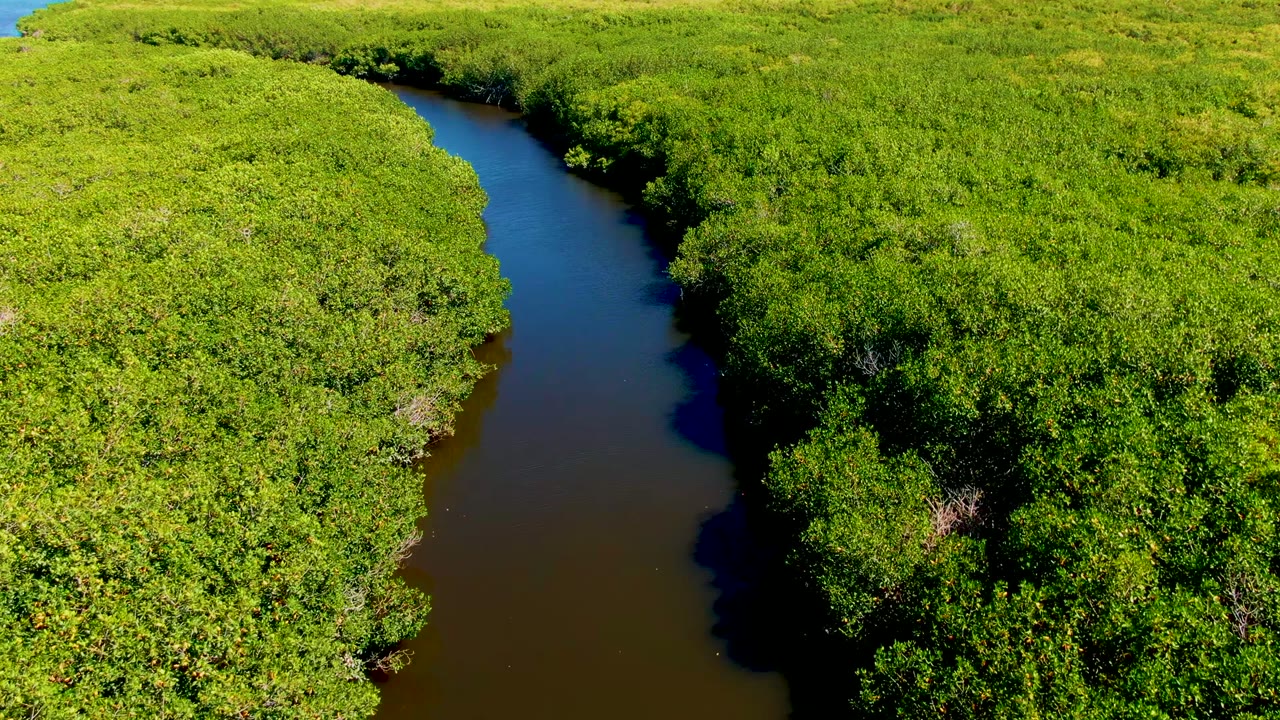 River curve passing through dense green vegetation