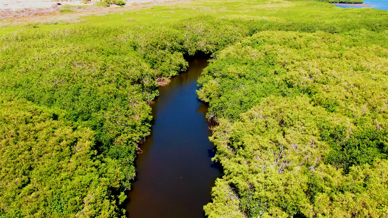 Aerial view in San Carlos, Baja California Sur, showing a dark winding river bordered by dense bright green vegetation with no visible people.