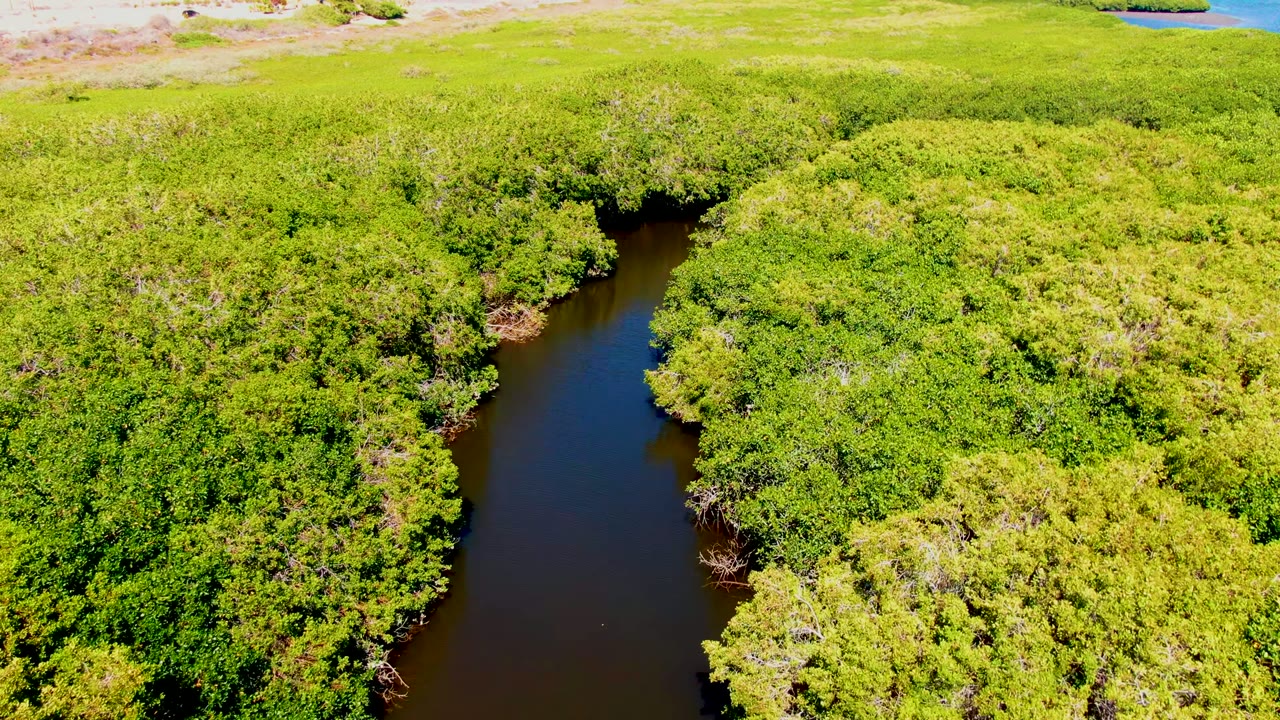 Winding dark water channel bordered by bright green canopy.