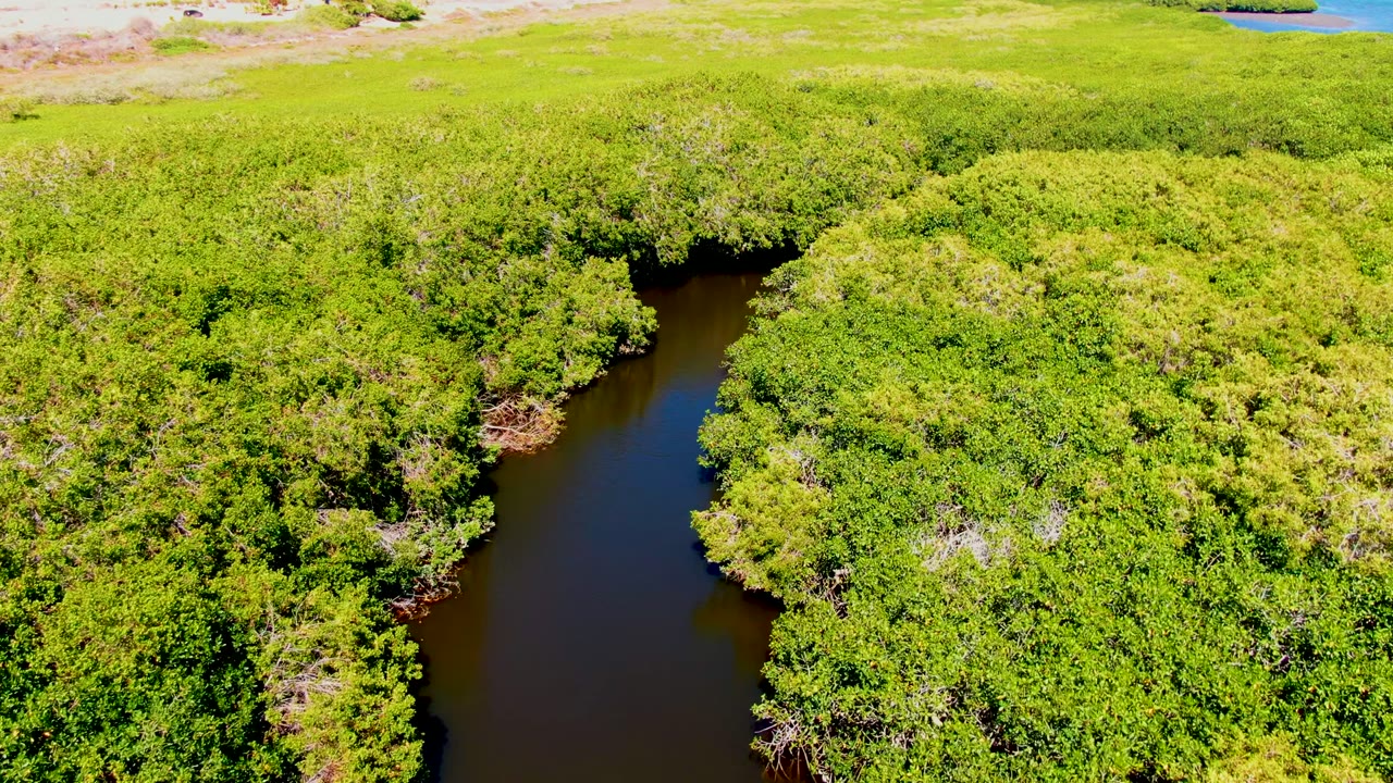 Aerial view in San Carlos, Baja California Sur, where dense vegetation nearly encloses the dark river channel and a narrow horizon strip remains visible, with no visible people.