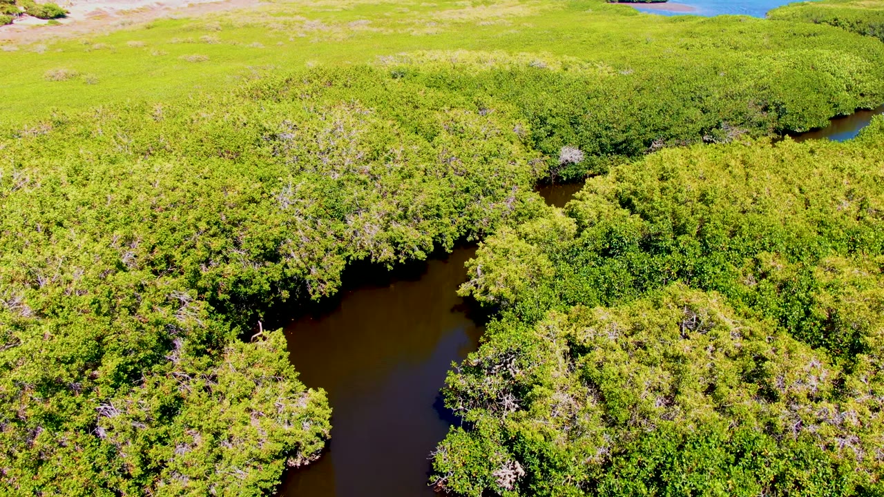 Aerial frame over San Carlos, Baja California Sur showing a dark river bend bordered by dense green mangrove forest, with no visible people.