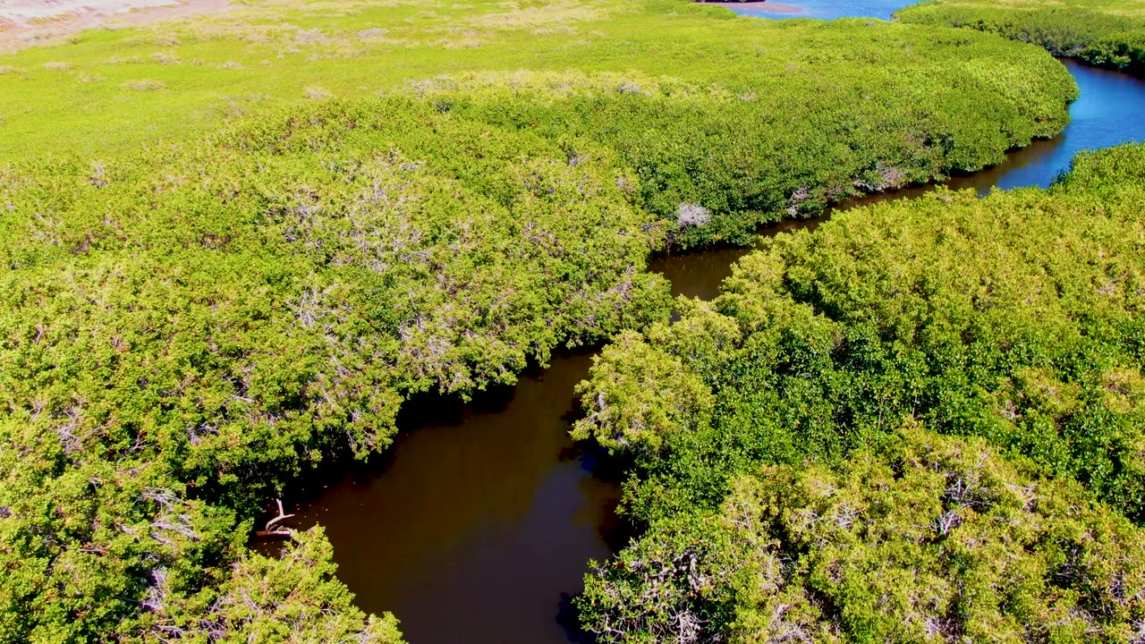 Narrow river channel curving between bright green forested banks.