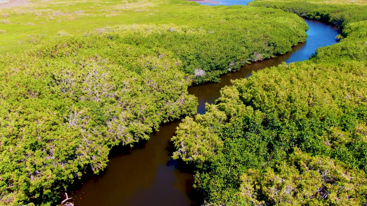 Aerial frame over San Carlos, Baja California Sur showing the meandering dark waterway tucked between dense green vegetation, with no visible people or structures.