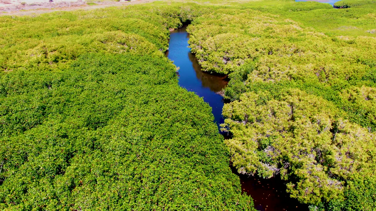Aerial frame from San Carlos, Baja California Sur showing a narrow blue-brown river channel bordered by dense green vegetation, with no visible people.