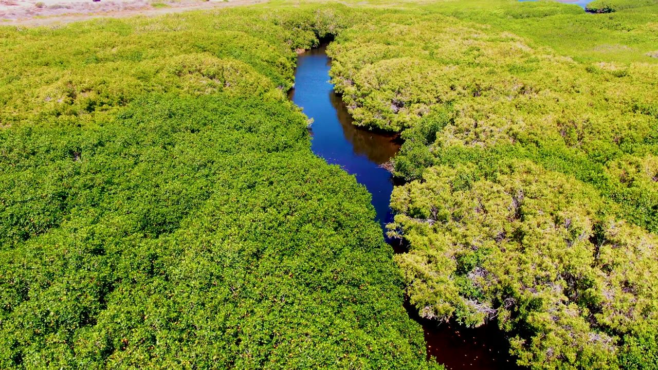 Winding river bordered by thick green forest canopy.