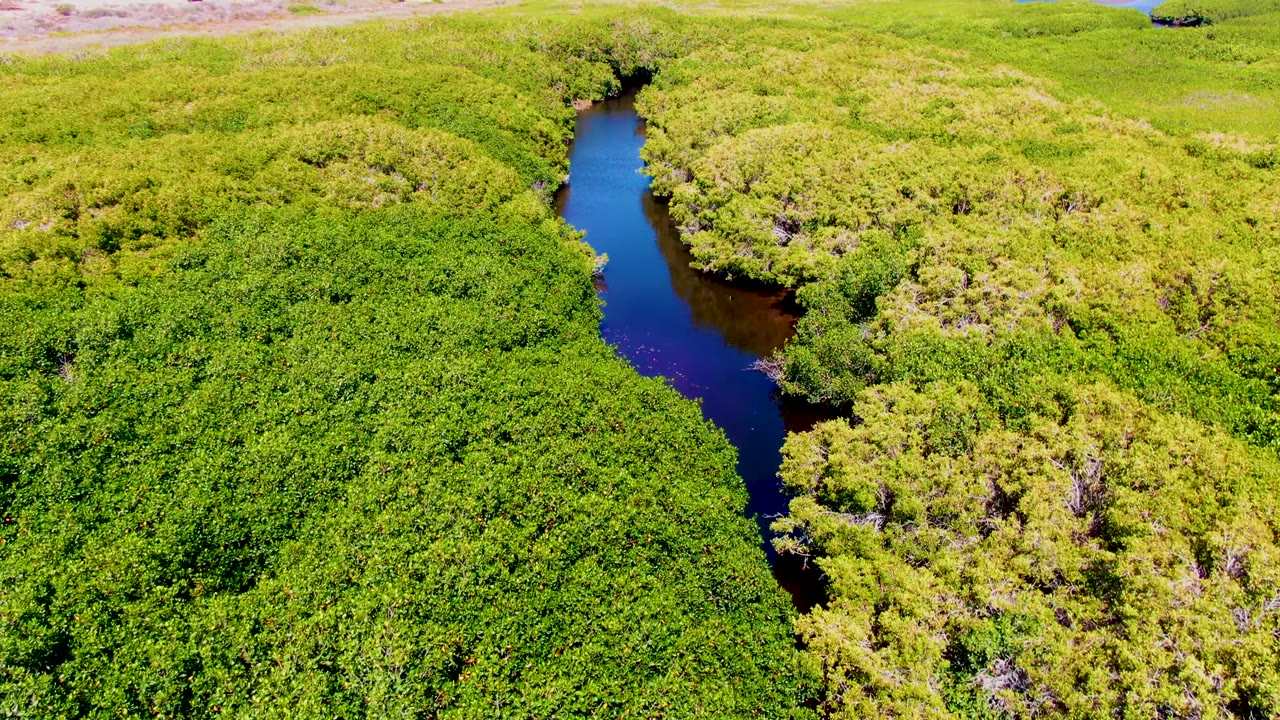 Aerial frame from San Carlos, Baja California Sur where the river runs along the right side of dense bright green vegetation, with no visible people.