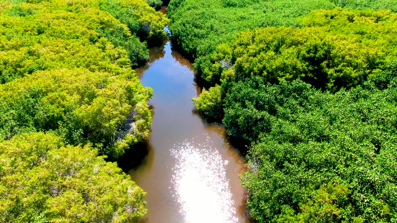 Aerial frame over San Carlos, Baja California Sur showing brown water channels bordered by dense green canopy, with a bright sun reflection on the left channel and no visible people.