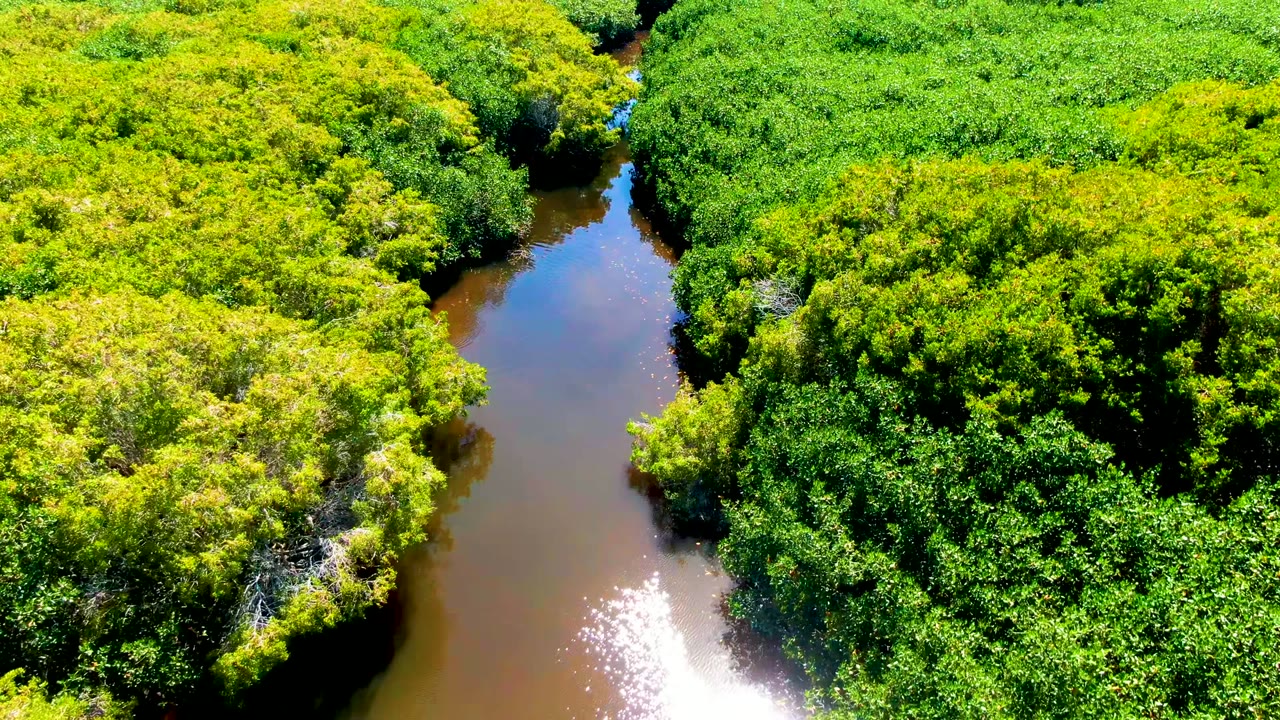 Overhead river bend surrounded by bright green trees and shrubs.