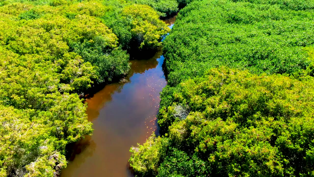 Aerial frame over San Carlos, Baja California Sur showing a brown water channel beside dense yellow-green canopy, with sunlight glinting near the lower water edge and no visible people.