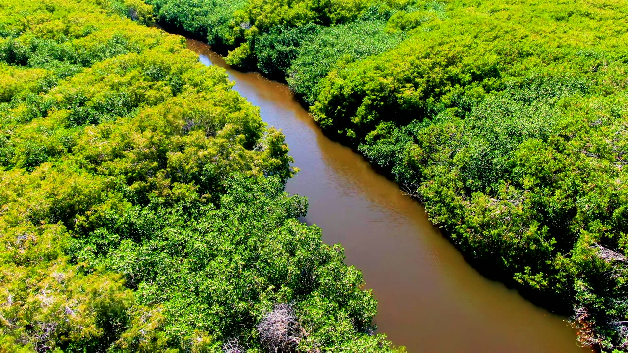 Aerial view in San Carlos, Baja California Sur of a brown river bending between dense green and yellow-green canopy, with no visible people.