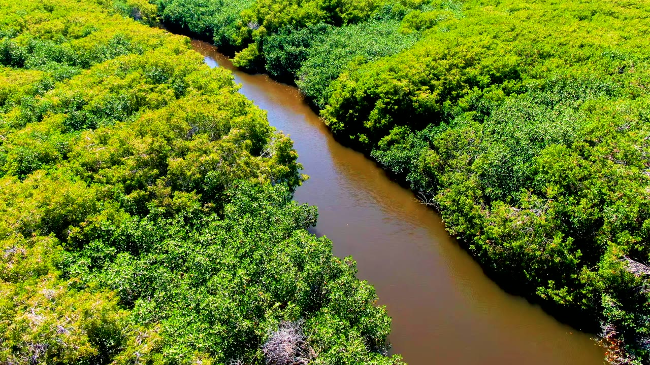Narrow muddy river bordered by bright forest foliage