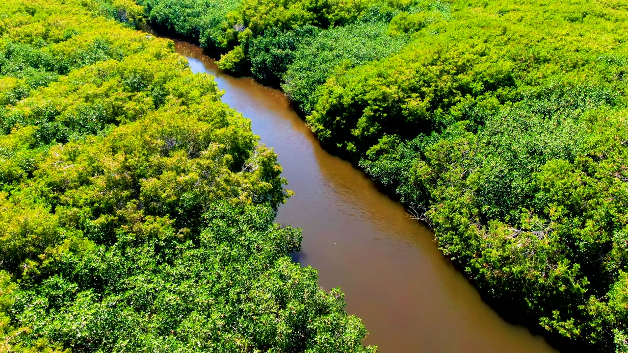 Aerial view in San Carlos, Baja California Sur with a curved brown waterway running past thick green trees and mixed yellow foliage, with no visible people.