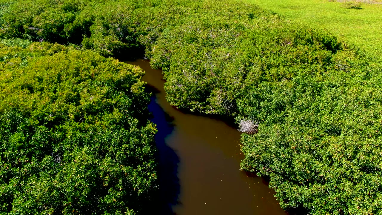 Aerial view in San Carlos, Baja California Sur, Mexico, with brown river water curving between thick green shrubs and trees, no visible people.