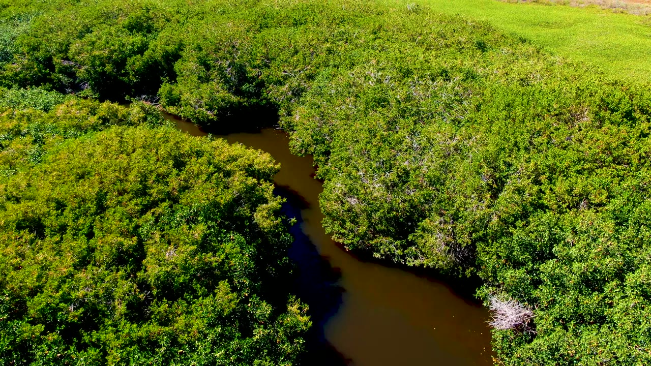 Curving water channel through bright green forest