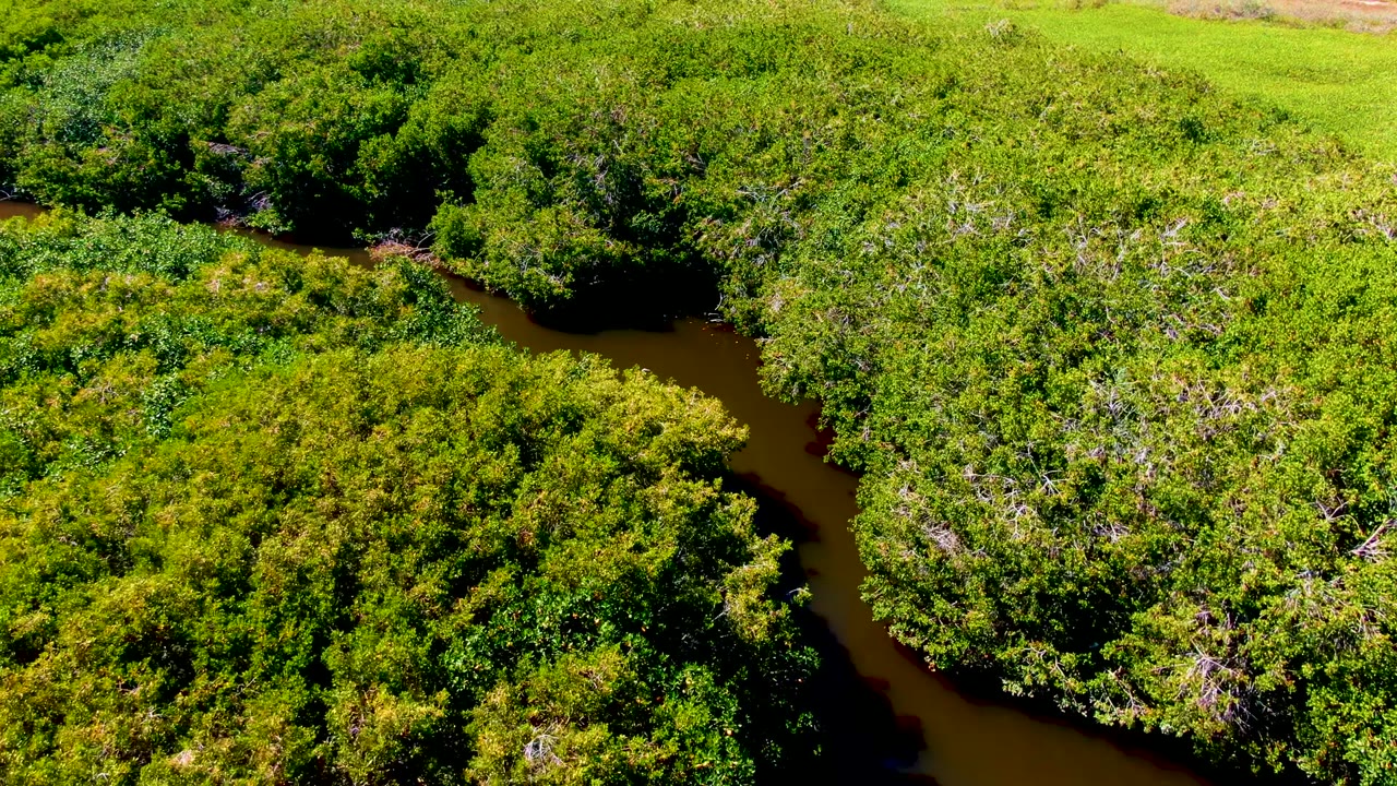 Aerial view in San Carlos, Baja California Sur, Mexico, where brown water runs behind a broad mass of green canopy with pale dry branches visible, no visible people.
