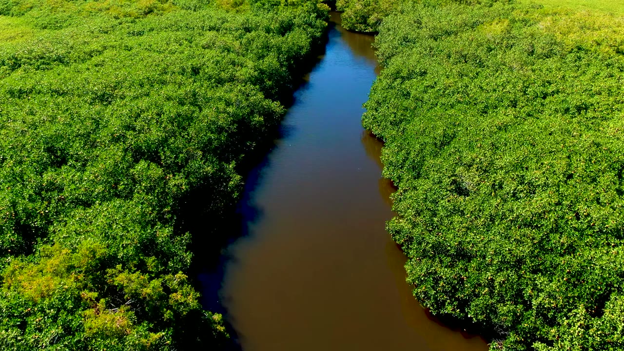 Aerial view in San Carlos, Baja California Sur, Mexico, showing a narrow brown river curving between dense green forest canopy with no visible people.