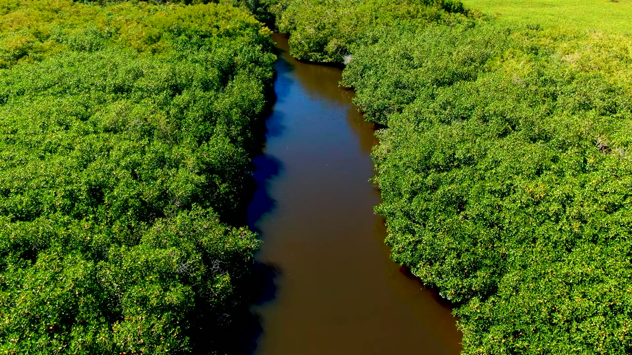 High aerial view in San Carlos, Baja California Sur, Mexico, with a straighter narrow river section running between dense green tree cover and no visible people.
