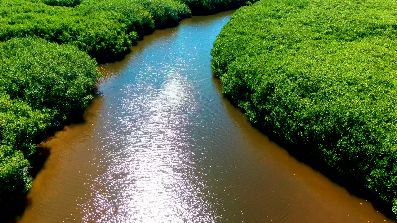 Aerial view in San Carlos, Baja California Sur, showing a curved brown-green river bordered by dense bright foliage, with sunlight reflecting on the water and no visible people.