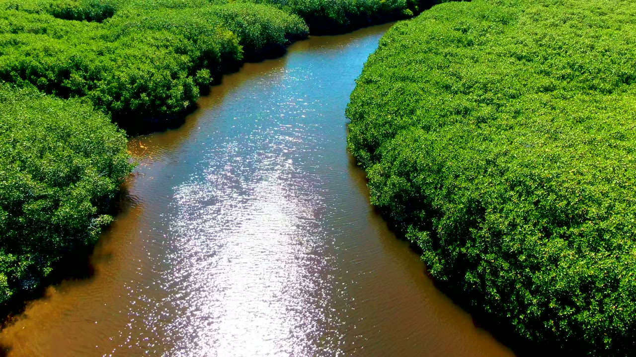 Sunlit river channel curving through thick green vegetation