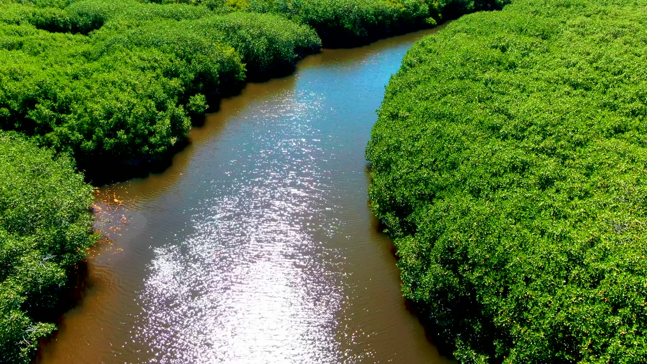 Aerial view in San Carlos, Baja California Sur, where dense green foliage surrounds a curving river and a white sunlight reflection sits near the center of the water, no visible people.