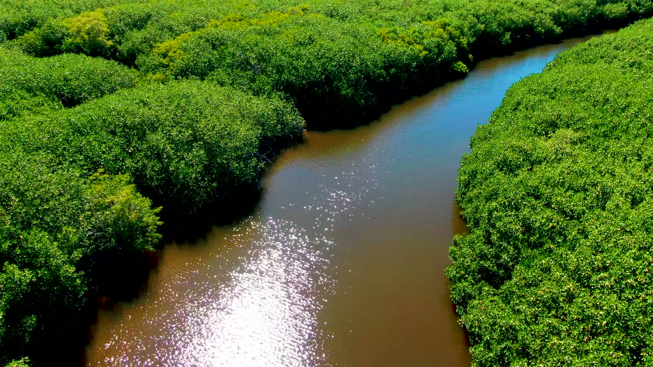 Aerial view in San Carlos, Baja California Sur, with a brown-green river curving between dense bright green canopy and strong sunlight reflected on the water, no visible people.
