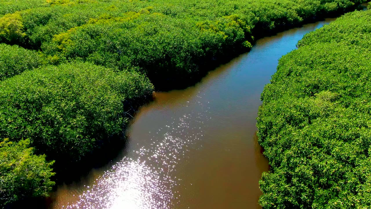 Curving water channel bordered by dense forest canopy.