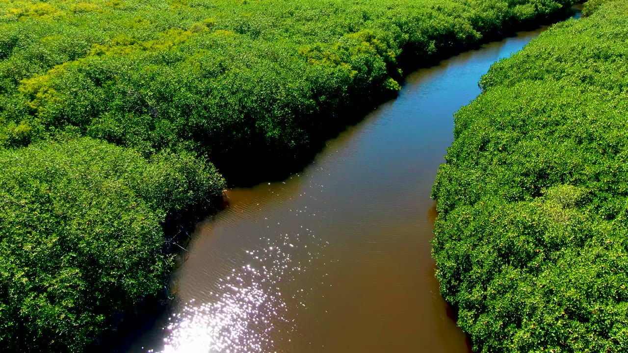 A high drone angle shows the river bending around a rounded mass of green canopy in San Carlos, with darker water edges and a bright reflection patch, no visible people.