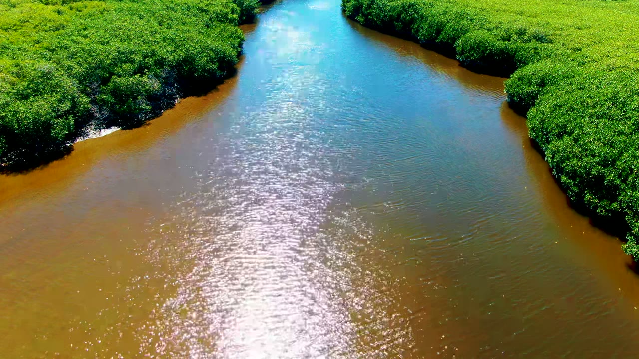 Aerial frame from San Carlos, Baja California Sur, showing brown and blue river water bordered by dense green mangroves, with bright sun reflection on the surface and no visible people.