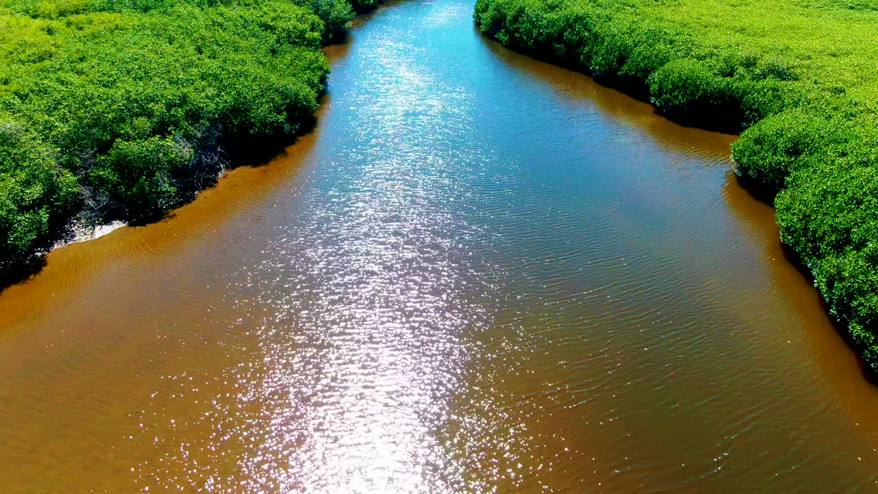 Aerial frame from San Carlos, Baja California Sur, showing a pointed mass of green mangroves extending into brown and blue river water, with a bright reflection patch and no visible people.