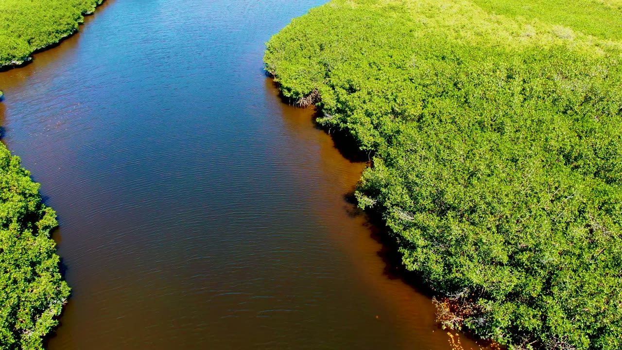 Aerial view in San Carlos, Baja California Sur of blue and brown river water curving around dense green vegetation, with no visible people.